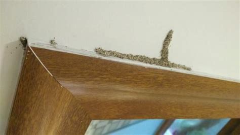 有人在家嗎 房間很多白蟻